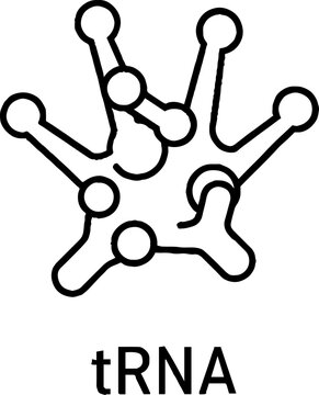 tRNA Transfer RNA Molecular Structure Diagram