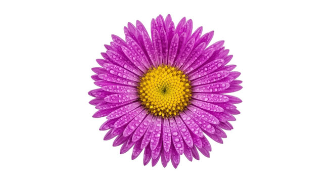 Minimal black silhouette icon, simple flat vector, bold black shape, no, no shading beautiful purple aster flower with water droplets on a, flat icon style