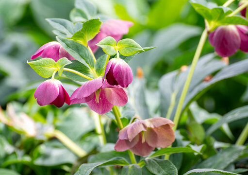 Cultivation of winter blossoming frowers Helleborug or Christmas rose plants in greenhouse in the Netherlands, flowers production in Europe