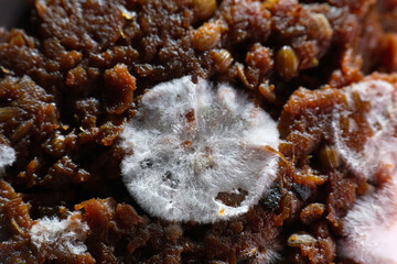 Macro of fungus and mold growth on marinated beef. The evaporation of moisture dries the meat surface, making it inedible © taffpixture