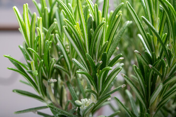 Fototapeta premium Light purple blue flowers of rosemary aromatic kitchen and medicinal plant