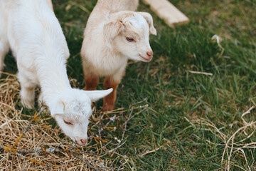Fototapeta premium Playful goat kid pair grazing on grass in a sunny farm setting, capturing a simple outdoor lifestyle and rural tranquility, with natural light and a calm atmosphere, warm mood. Bright.