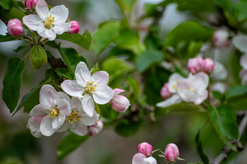 Fototapeta premium Spring blossom of apples fruit trees in april, rows of trees in orchard in the Netherlands, food production in Europe