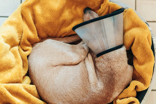 Portrait of a sick sleeping dog wearing a protective veterinary collar.