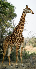 Obraz premium Full body portrait of giraffe standing in African savanna near trees, photographed in Zulu Nyala game reserve, KwaZulu-Natal, South Africa
