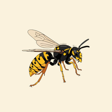 Vector illustration of a yellowjacket wasp showing detailed black and yellow striped markings, translucent wings, antennae, and segmented body isolated on a light neutral background.