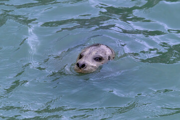 A Harbor Seal Swimming in the Skagway River, in Skagway, Alaska. © James W. Thompson