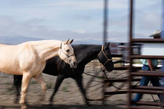 Slow shutter speed 1/15 shows two horses running to gate opening with performance field, old wheel & railing as background. Blue sky & legs of horses is in a blur.