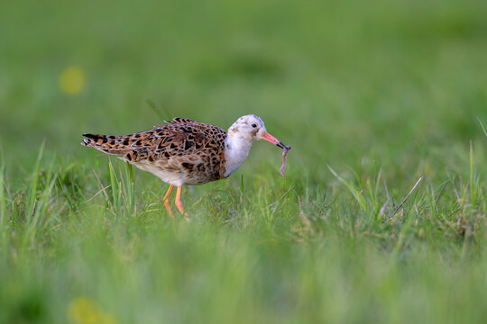 Kampfl&auml;ufer Calidris pugnax ruff