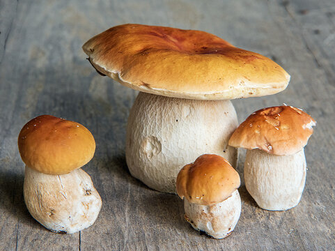 King Boletes
