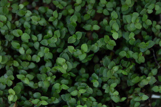 green leaves background