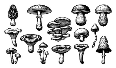 Vintage Mushroom Botanical Illustration Collection with Detailed Black and White Fungi Vector Drawings © HoriProshad