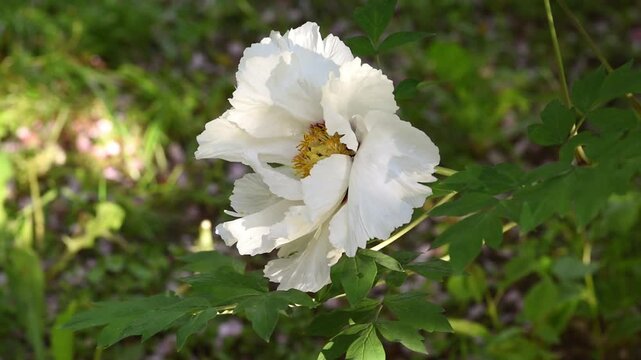 Peony flower blooming in spring garden, white paeonia suffruticosa sways in the wind at sunset, springtime floral natural background, beautiful botanical nature bloom.