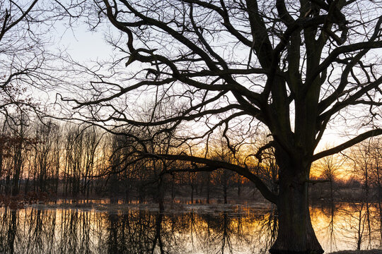Massive old oak tree silhouette with dramatic twisted branches overhanging flooded river at vivid winter sunset with golden sky reflection in calm water. Strength, endurance and wild nature power.