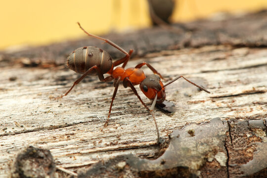 a wood ant insect on a stick