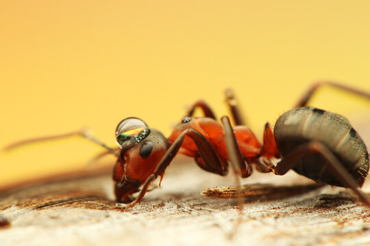 a wood ant insect on a stick