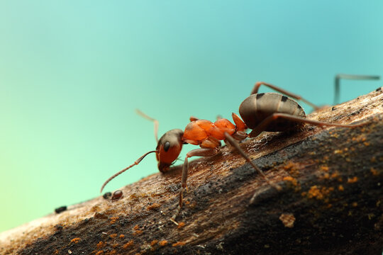 a wood ant insect on a stick