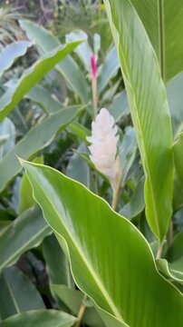 Vertical 4K white ginger lily flower blooming in a tropical lush