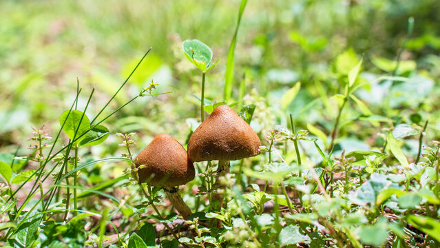 Wild mushrooms are growing around backyard. In good condition, clean environment and enough moisture, wild mushroom will grow naturally around yards. Should not eat because they may be poisonous