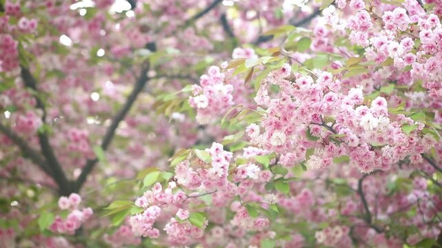 Sakura blossom with branches in full bloom sways in the wind, pink flowers blooming in spring garden, springtime flowering cherry tree, sunny beautiful nature landscape.