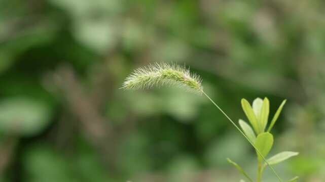 Close Up of Green Foxtail Grass Swaying in the Field

