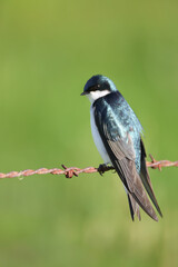 Obraz premium tree swallow