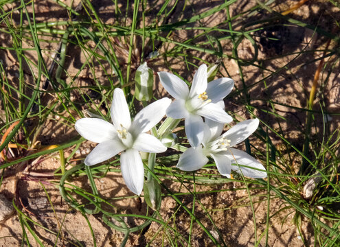 White flowers of the Star of Bethlehem (Ornithogalum umbellatum)