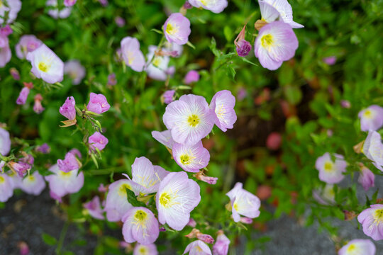 昼咲き月見草」の写真素材 | 256件の無料イラスト画像 | Adobe Stock