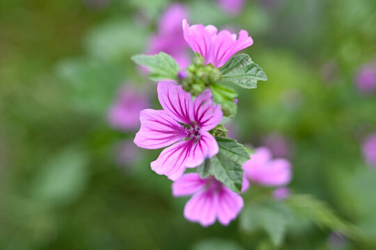 道端に咲くマロウの花