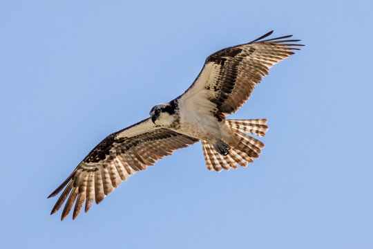 osprey soar in the sky backlit details feathers