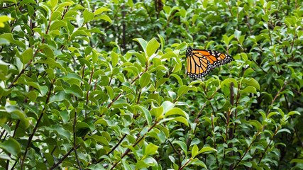 Beautiful orange Monarch butterfly danaus plexippus with perfect wings perched on green leaves © THP Creative