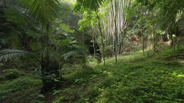 洞窟へと続く階段、沖永良部島の神秘的な亜熱帯のジャングル