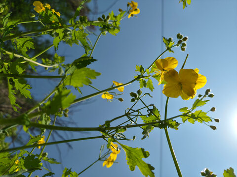  It is an evening primrose blooming in the grass.