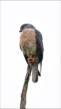 A sharpshinned hawk perched on a dead tree branch isolated on white background