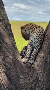A majestic leopard perched in the fork of a tree in the african savanna