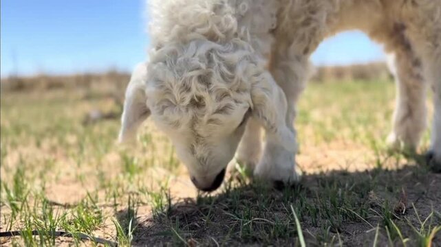 Closeup of a cute curly white lamb grazing in a sunny green field