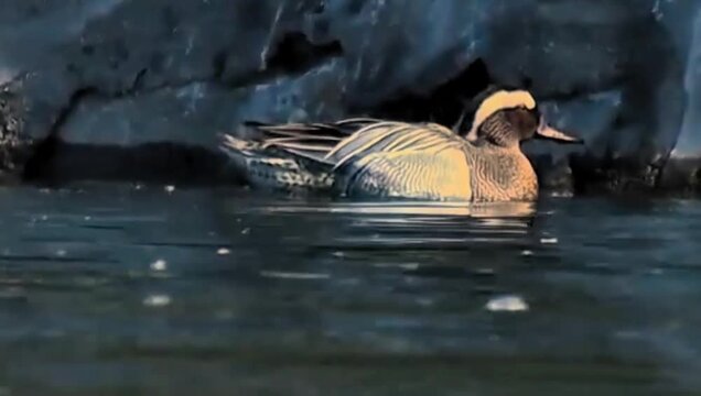 Garganey duck swimming on calm water surface at dusk