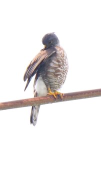 Crested goshawk perched on a wire isolated on white background