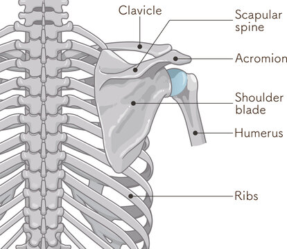 背中側の肩関節 Shoulder joint on the back