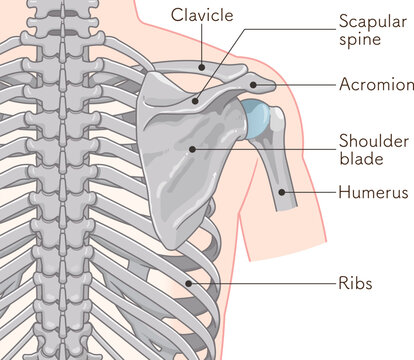 背中側の肩関節 Shoulder joint on the back