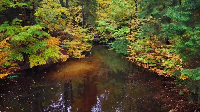 golden leaves grace tranquil water, calm pond surrounded by vibrant greenery and autumnal foliage