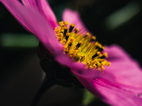 Cosmos flower