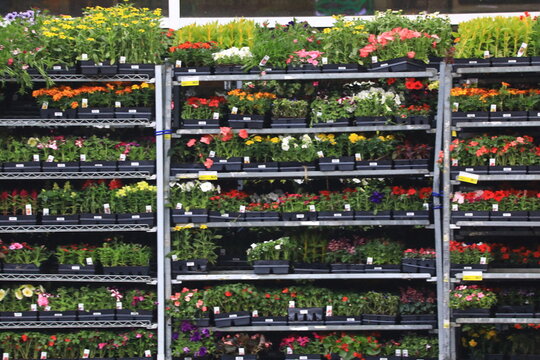 Flower display at a retail garden center