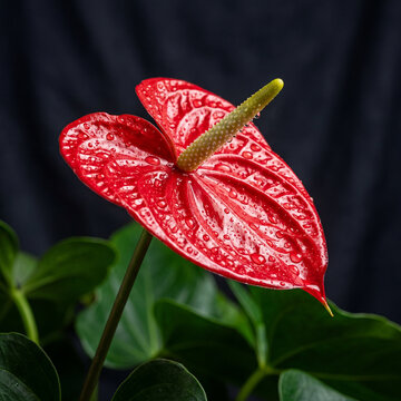 Glossy Red Anthurium Bloom With Delicate Spadix Exotic Tropical Flower Macro Photography