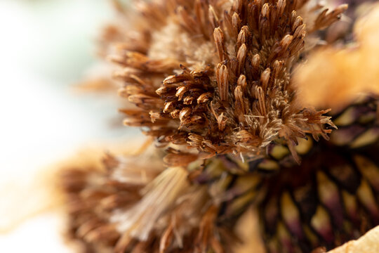 Chinese traditional medicine Xinjiang natural snow lotus