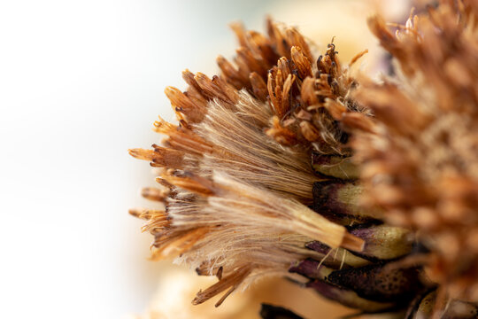 Chinese traditional medicine Xinjiang natural snow lotus