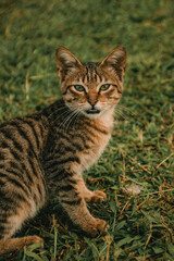 Fototapeta premium cat on the grass