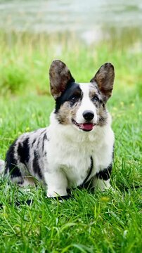 Cardigan welsh corgi with merle coat sitting in a grassy field