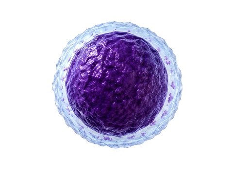3D Illustration of Lymphocyte White Blood Cell Isolated on White Background.