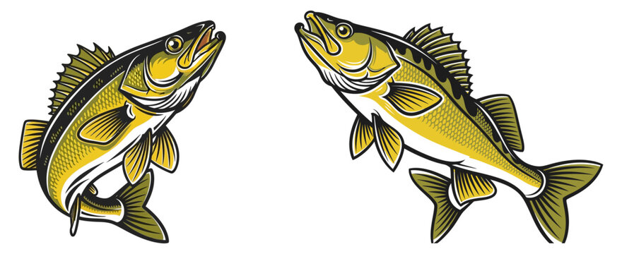 Walleye fish vector illustration